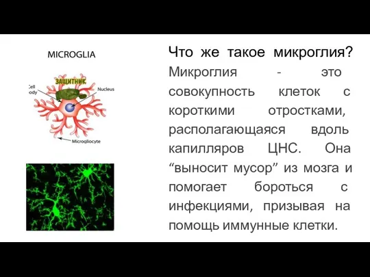 Микроглия Что же такое микроглия? Микроглия - это совокупность клеток с короткими