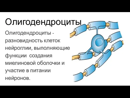 Олигодендроциты Олигодендроциты - разновидность клеток нейроглии, выполняющие функции создания миелиновой оболочки и участие в питании нейронов.