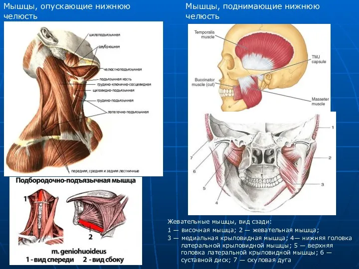 Жевательные мышцы, вид сзади: 1 — височная мышца; 2 — жевательная мышца;