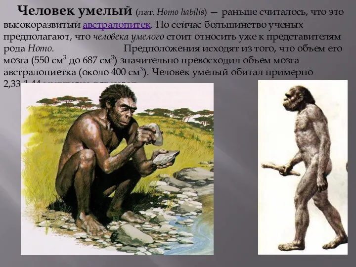 Человек умелый (лат. Homo habilis) — раньше считалось, что это высокоразвитый австралопитек.