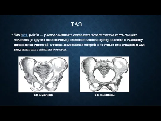 ТАЗ Таз (лат. pelvis) — расположенная в основании позвоночника часть скелета человека
