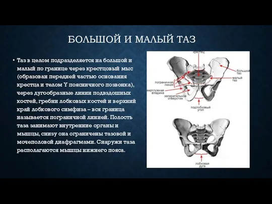 БОЛЬШОЙ И МАЛЫЙ ТАЗ Таз в целом подразделяется на большой и малый