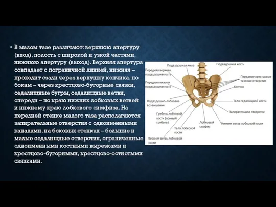 В малом тазе различают: верхнюю апертуру (вход), полость с широкой и узкой