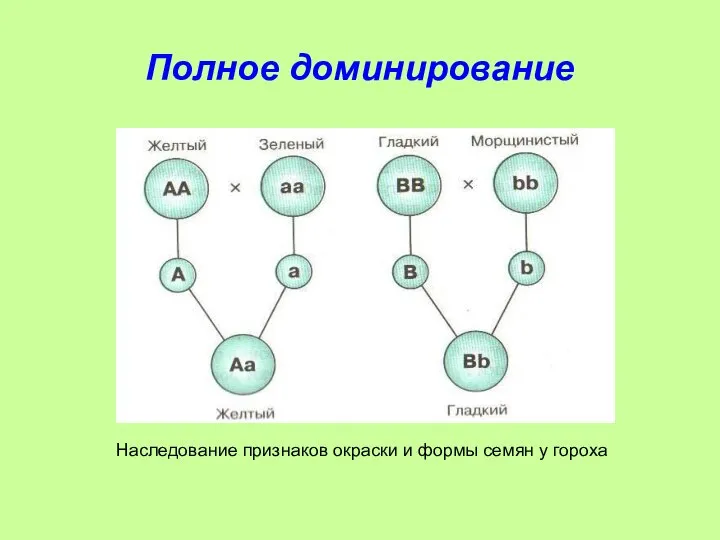 Полное доминирование Наследование признаков окраски и формы семян у гороха