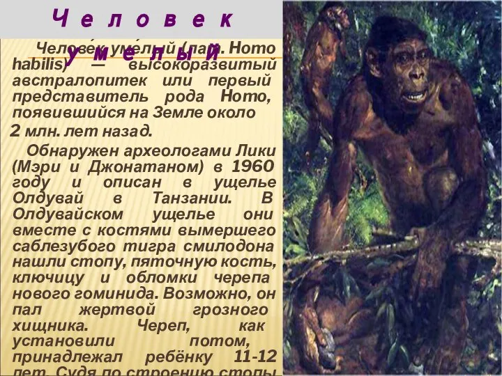 Челове́к уме́лый (лат. Homo habilis) — высокоразвитый австралопитек или первый представитель рода