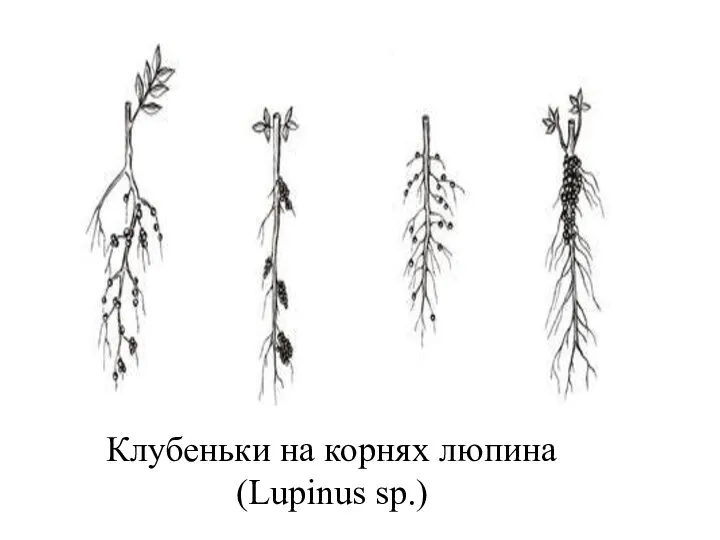 Клубеньки на корнях люпина (Lupinus sp.)