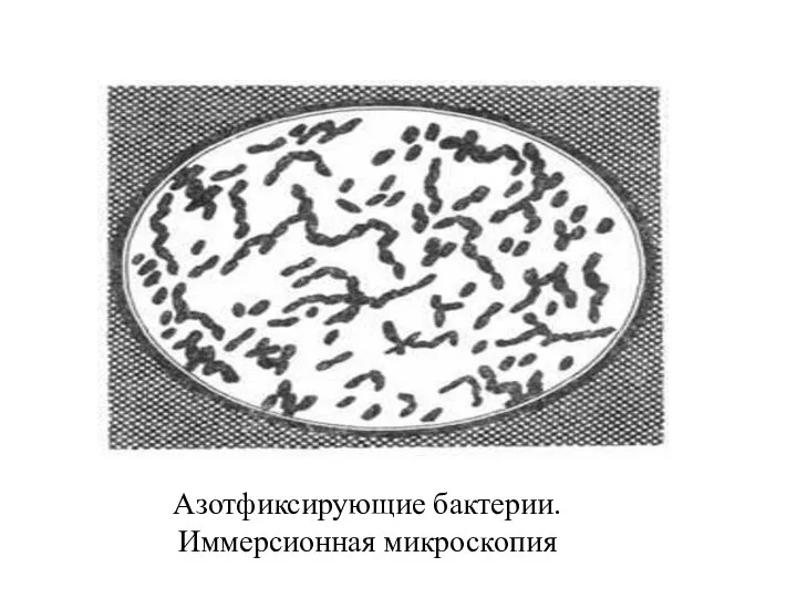 Азотфиксирующие бактерии. Иммерсионная микроскопия