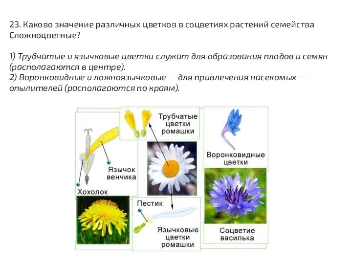 23. Каково значение различных цветков в соцветиях растений семейства Сложноцветные? 1) Трубчатые