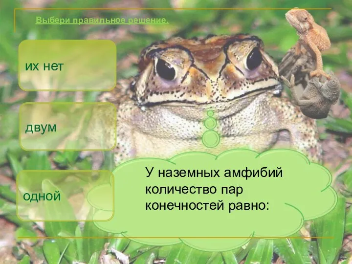 У наземных амфибий количество пар конечностей равно: двум одной Выбери правильное решение. их нет