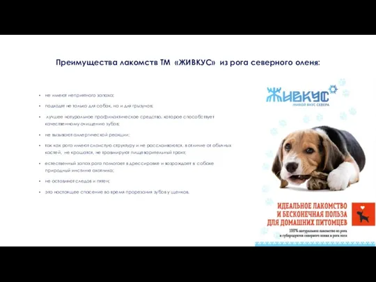 Преимущества лакомств ТМ «ЖИВКУС» из рога северного оленя: не имеют неприятного запаха;