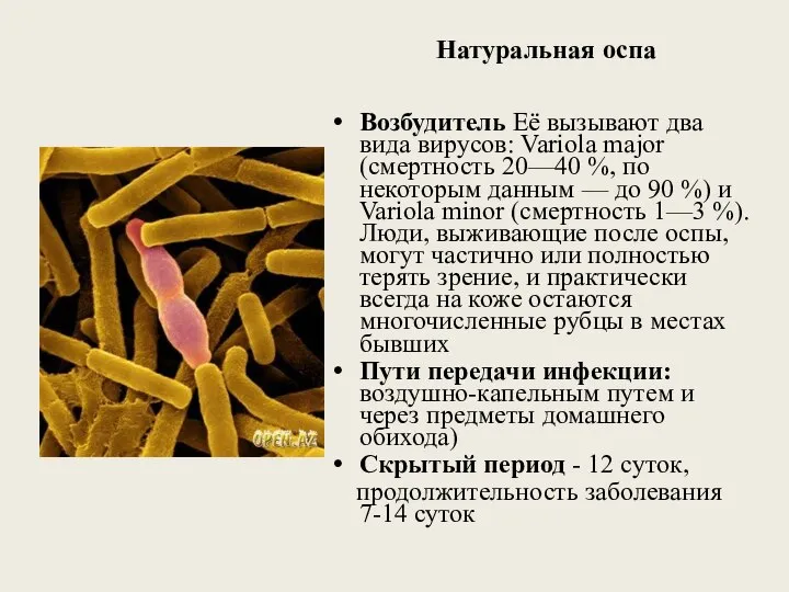 Натуральная оспа Возбудитель Её вызывают два вида вирусов: Variola major (смертность 20—40