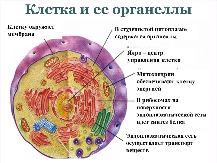 Клетка и ее органеллы Основой строения и развития человека является клетка –