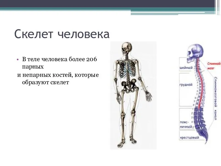 Скелет человека В теле человека более 206 парных и непарных костей, которые образуют скелет