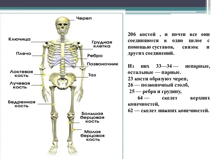 206 костей , и почти все они соединяются в одно целое с