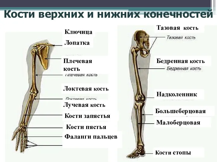 Кости верхних и нижних конечностей Ключица Лопатка Плечевая кость Локтевая кость Лучевая