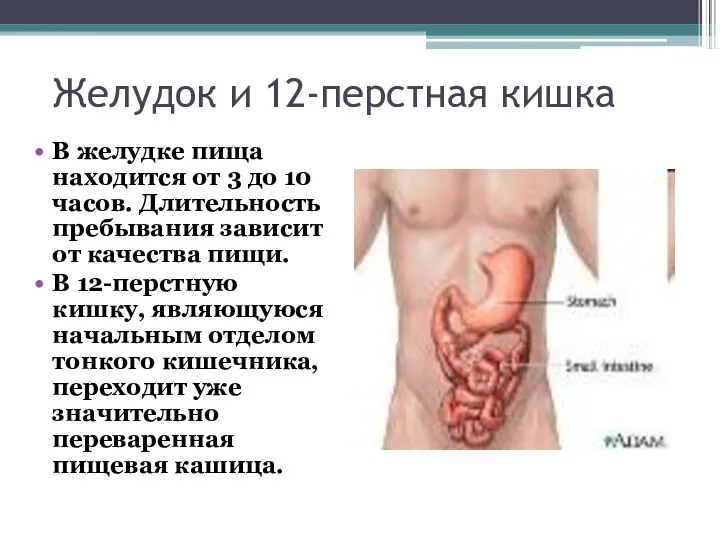 Желудок и 12-перстная кишка В желудке пища находится от 3 до 10