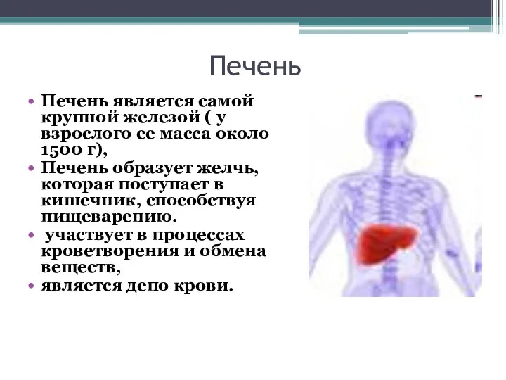 Печень Печень является самой крупной железой ( у взрослого ее масса около