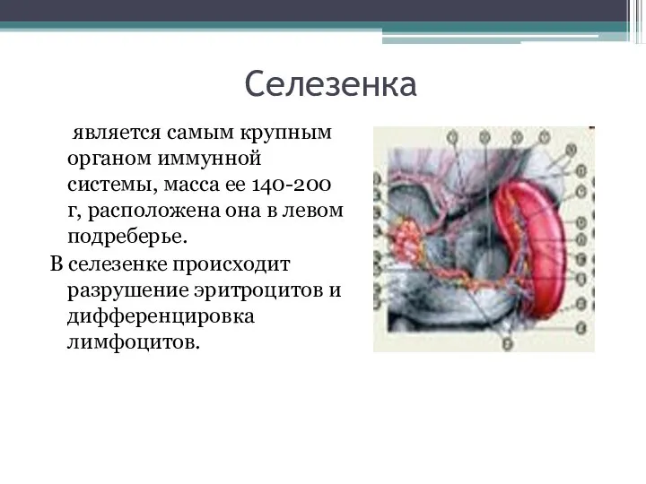Селезенка является самым крупным органом иммунной системы, масса ее 140-200 г, расположена