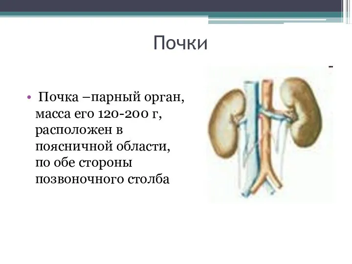 Почки Почка –парный орган, масса его 120-200 г, расположен в поясничной области,