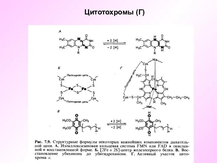 Цитотохромы (Г)
