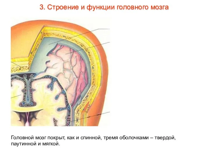 Головной мозг покрыт, как и спинной, тремя оболочками – твердой, паутинной и