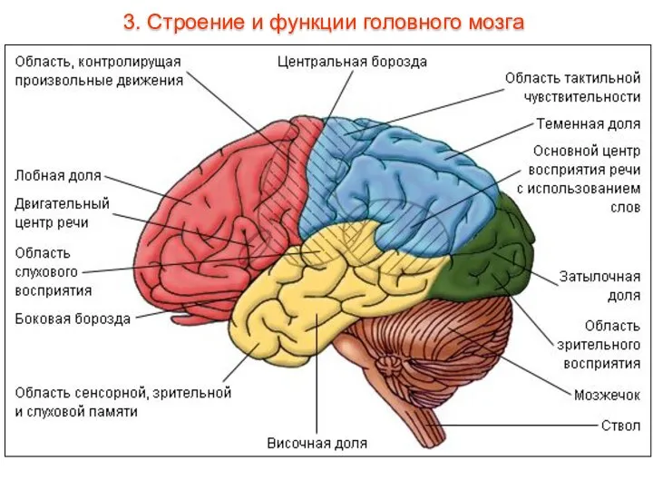 3. Строение и функции головного мозга