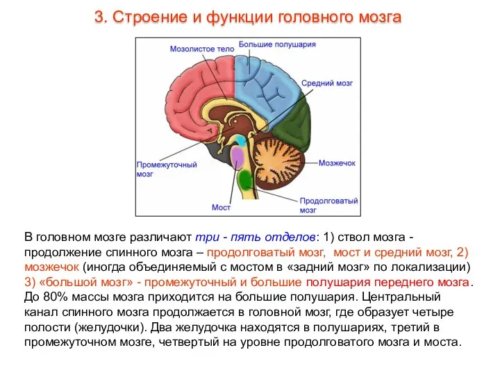 В головном мозге различают три - пять отделов: 1) ствол мозга -