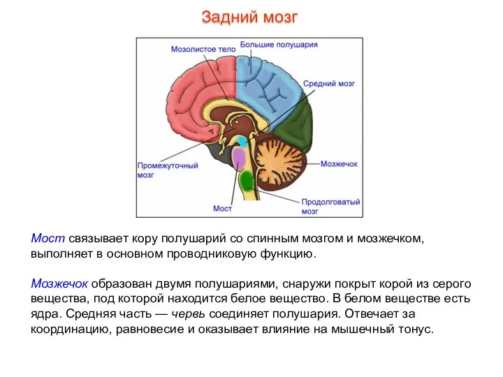 Мост связывает кору полушарий со спинным мозгом и мозжечком, выполняет в основном