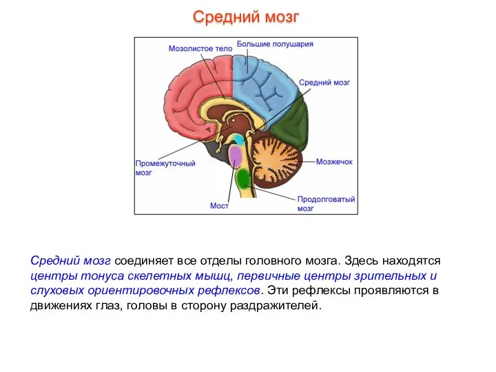 Средний мозг соединяет все отделы головного мозга. Здесь находятся центры тонуса скелетных