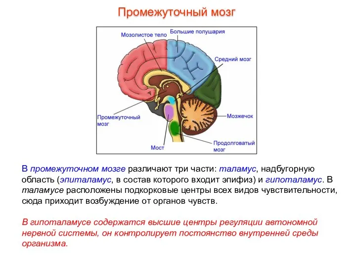 В промежуточном мозге различают три части: таламус, надбугорную область (эпиталамус, в состав