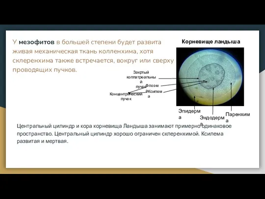 У мезофитов в большей степени будет развита живая механическая ткань колленхима, хотя