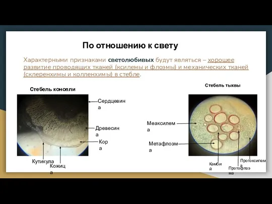 Характерными признаками светолюбивых будут являться – хорошее развитие проводящих тканей (ксилемы и