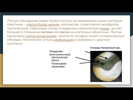 Листья гелиофитов имеют более толстую на поперечном срезе листовую пластинку – клетки