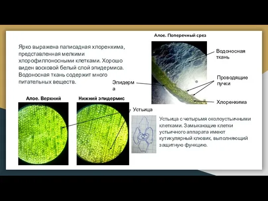 Устьица с четырьмя околоустьичными клетками. Замыкающие клетки устьичного аппарата имеют кутикулярный клювик,