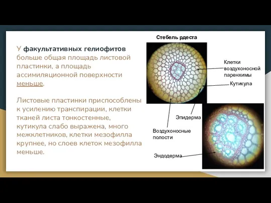 У факультативных гелиофитов больше общая площадь листовой пластинки, а площадь ассимиляционной поверхности