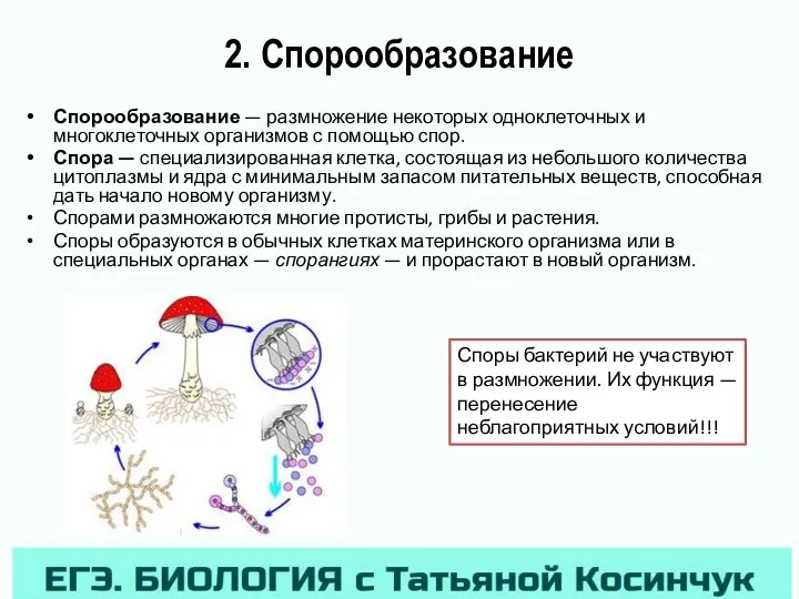 2. Спорообразование Спорообразование — размножение некоторых одноклеточных и многоклеточных организмов с помощью