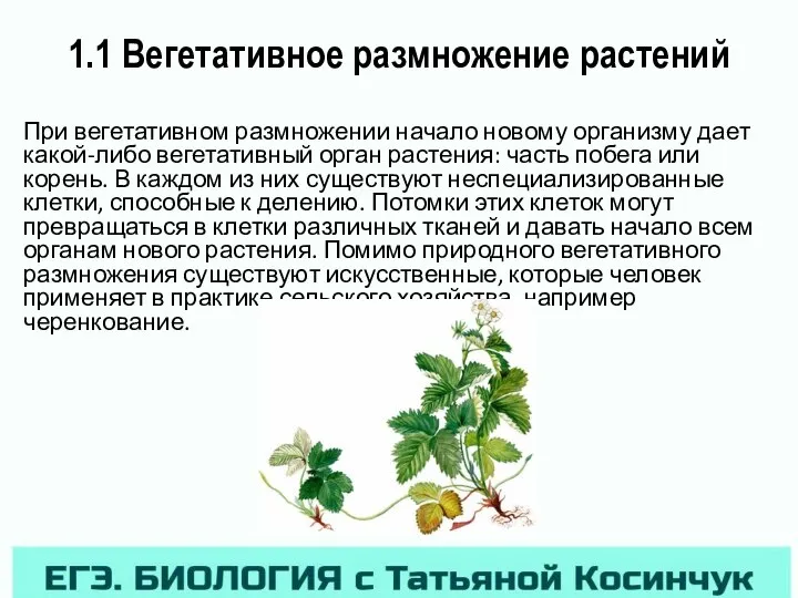 1.1 Вегетативное размножение растений При вегетативном размножении начало новому организму дает какой-либо