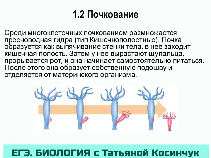 1.2 Почкование Среди многоклеточных почкованием размножается пресноводная гидра (тип Кишечнополостные). Почка образуется