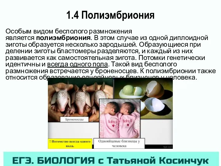 1.4 Полиэмбриония Особым видом бесполого размножения является полиэмбриония. В этом случае из