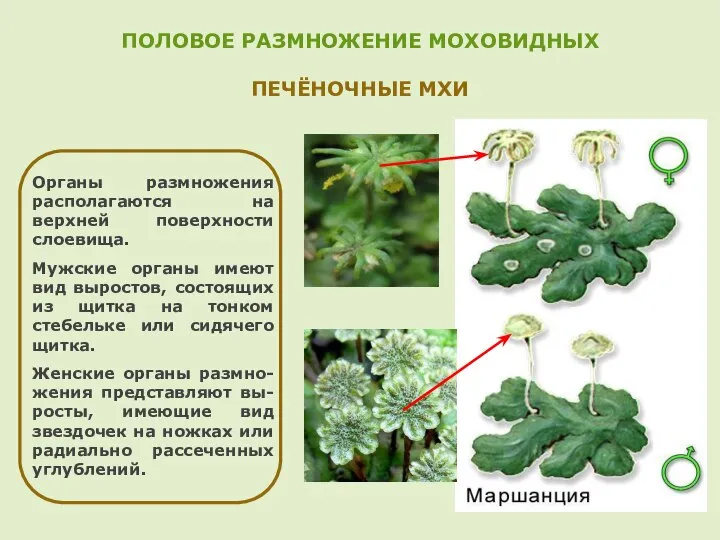 ПОЛОВОЕ РАЗМНОЖЕНИЕ МОХОВИДНЫХ ПЕЧЁНОЧНЫЕ МХИ Органы размножения располагаются на верхней поверхности слоевища.