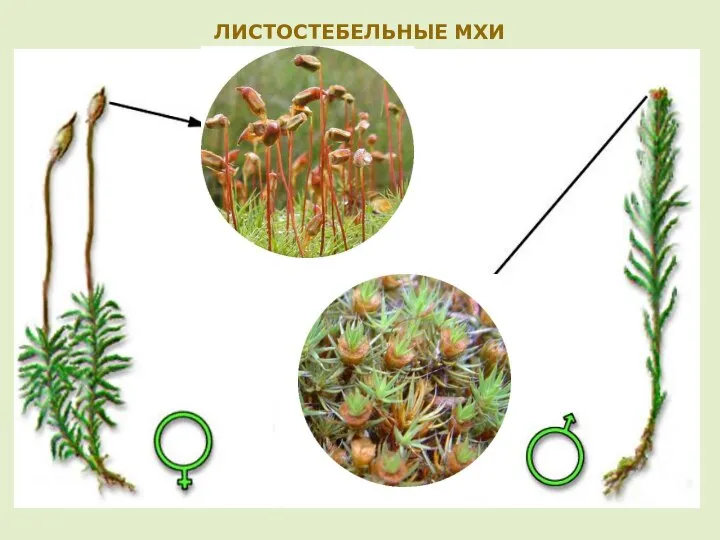 ЛИСТОСТЕБЕЛЬНЫЕ МХИ У листостебельных мхов органы размножения располагаются на стебле среди листьев в верхушечной части побегов.