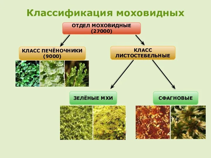 Классификация моховидных ОТДЕЛ МОХОВИДНЫЕ (27000) КЛАСС ПЕЧЁНОЧНИКИ (9000) КЛАСС ЛИСТОСТЕБЕЛЬНЫЕ ЗЕЛЁНЫЕ МХИ СФАГНОВЫЕ