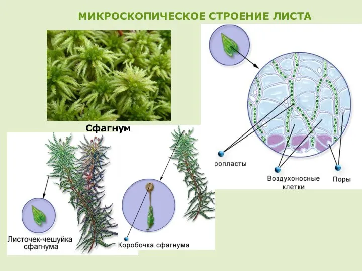 МИКРОСКОПИЧЕСКОЕ СТРОЕНИЕ ЛИСТА Сфагнум