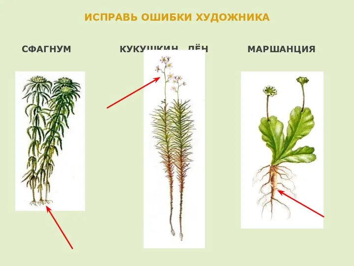 ИСПРАВЬ ОШИБКИ ХУДОЖНИКА СФАГНУМ КУКУШКИН ЛЁН МАРШАНЦИЯ