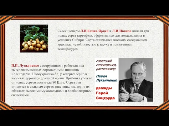 Селекционеры Л.В.Катин-Ярцев и Л.И.Иванов вывели три новых сорта картофеля, эффективных для возделывания
