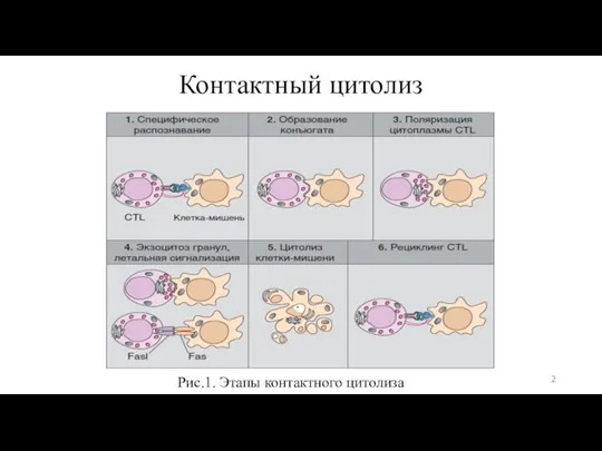 Контактный цитолиз Рис.1. Этапы контактного цитолиза