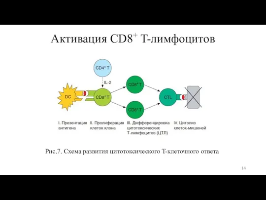 Активация CD8+ T-лимфоцитов Рис.7. Схема развития цитотоксического T-клеточного ответа