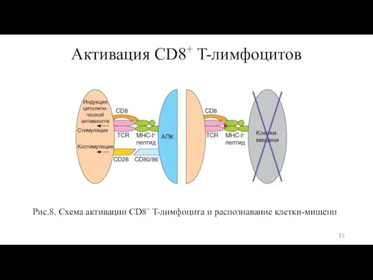 Активация CD8+ T-лимфоцитов Рис.8. Схема активации CD8+ T-лимфоцита и распознавание клетки-мишени