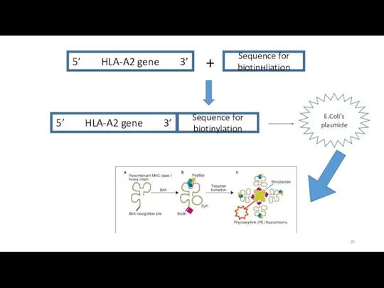 5’ HLA-A2 gene 3’ + Sequence for biotinнliation 5’ HLA-A2 gene 3’