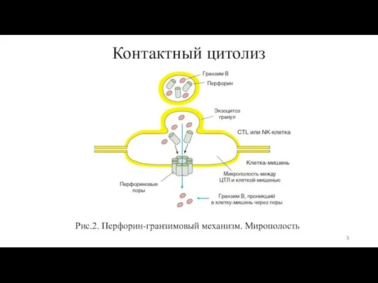 Контактный цитолиз Рис.2. Перфорин-гранзимовый механизм. Мирополость